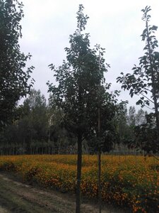 Pyrus calleryana 'Chanticleer' 20-25 Hoogstam draadkluit 3 X verplant