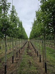 Pyrus calleryana 'Chanticleer' 20-25 Hoogstam draadkluit 3 X verplant