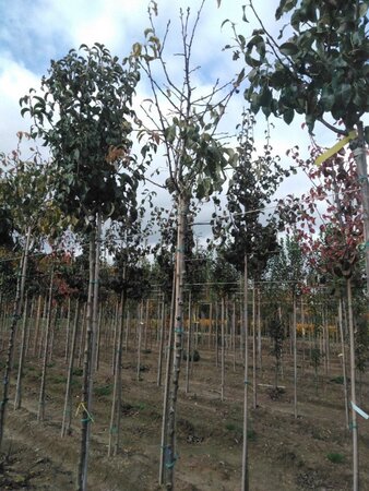 Pyrus c. 'Conference' (middel) 6-8 Hoogstam wortelgoed boven vered.
