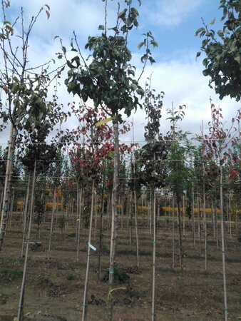 Pyrus c. 'Conference' (middel) 8-10 STA4 BR top grafted