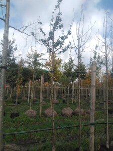 Pyrus c. 'Durondeau' 10-12 Hoogstam BAG 3 X verplant