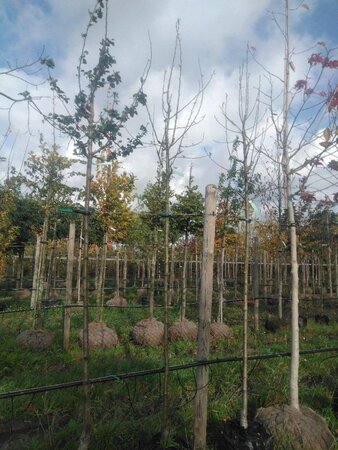 Pyrus c. 'Durondeau' 8-10 Hoogstam BAG