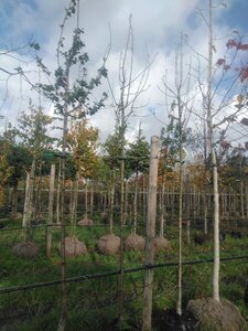 Pyrus c. 'Durondeau' 8-10 Hoogstam BAG