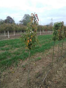 Pyrus c. 'Gieser Wildeman' (middel) 8-10 Halfstam wortelgoed