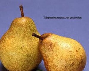 Pyrus c. 'Kruidenierspeer' 8-10 Halfstam wortelgoed - afbeelding 2