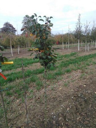 Pyrus c. 'Kruidenierspeer' 8-10 Halfstam wortelgoed - afbeelding 1