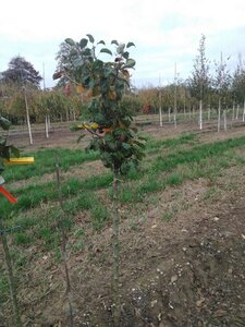 Pyrus c. 'Kruidenierspeer' 8-10 Halfstam wortelgoed - afbeelding 1