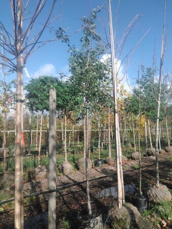 Pyrus communis=pyraster 10-12 Hoogstam BAG 3 X verplant - afbeelding 2