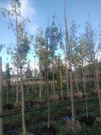 Pyrus communis=pyraster 10-12 Hoogstam BAG 3 X verplant - afbeelding 1