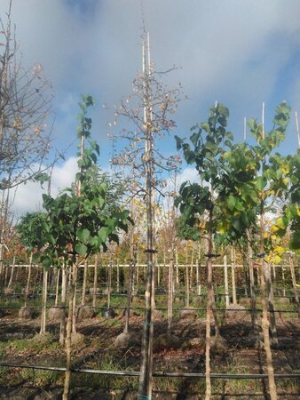 Pyrus communis=pyraster 16-18 Hoogstam draadkluit 3 X verplant