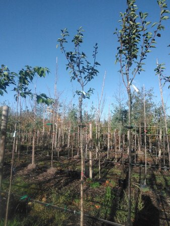 Pyrus c. 'Rode Williams' 10-12 Hoogstam BAG 3 X verplant