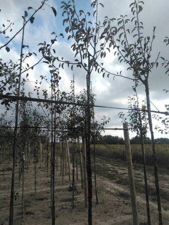 Pyrus c. 'Rode Williams' 6-8 Hoogstam wortelgoed boven vered.