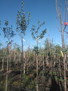 Pyrus c. 'Rode Williams' 8-10 Hoogstam BAG