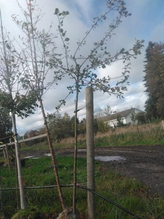 Pyrus c. 'Saint Rémy' 10-12 Hoogstam BAG 3 X verplant