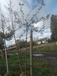 Pyrus c. 'Saint Rémy' 10-12 Hoogstam BAG 3 X verplant