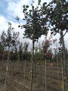Pyrus c. 'Saint Rémy' 10-12 Hoogstam wortelgoed boven vered.