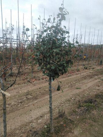 Pyrus c. 'Saint Rémy' 14-16 Halfstam wortelgoed
