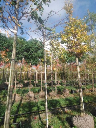 Pyrus c. 'Saint Rémy' 14-16 Hoogstam draadkluit 3 X verplant