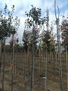 Pyrus c. 'Saint Rémy' 6-8 Hoogstam wortelgoed boven vered.