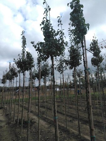 Pyrus c. 'Beurré Hardy' = Gellerts Butterbirne 10-12 Hoogstam wortelgoed boven vered.