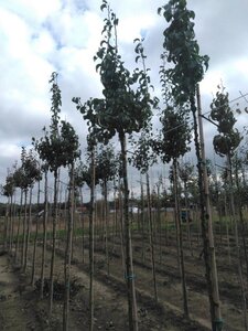 Pyrus c. 'Beurré Hardy' = Gellerts Butterbirne 10-12 Hoogstam wortelgoed boven vered.