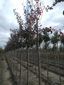 Pyrus c. 'Beurré Hardy' = Gellerts Butterbirne 10-12 Hoogstam wortelgoed onder vered.