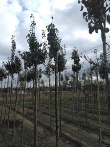 Pyrus c. 'Beurré Hardy' = Gellerts Butterbirne 6-8 Hoogstam wortelgoed boven vered.