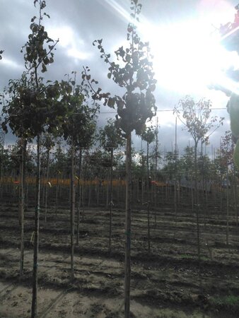 Pyrus c. 'Beurré Hardy' = Gellerts Butterbirne 6-8 Hoogstam wortelgoed onder vered.