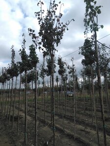 Pyrus c. 'Beurré Hardy' = Gellerts Butterbirne 8-10 Hoogstam wortelgoed boven vered.