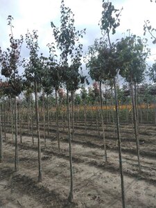 Pyrus c. 'Beurré Hardy' = Gellerts Butterbirne 8-10 Hoogstam wortelgoed onder vered.