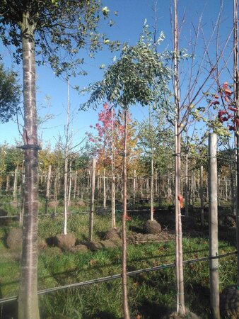 Pyrus salicifolia 'Pendula' 10-12 Hoogstam BAG 3 X verplant