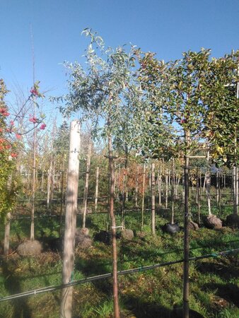 Pyrus salicifolia 'Pendula' 12-14 Hoogstam BAG