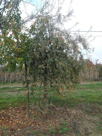 Pyrus salicifolia 'Pendula' 30-35 Hoogstam draadkluit 4 X verplant