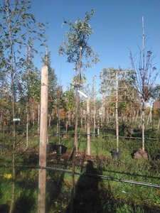 Pyrus salicifolia 'Pendula' 8-10 Hoogstam BAG