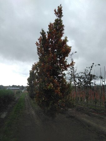 Quercus bimundorum 'Crimson Spire' 25-30 Hoogstam draadkluit 3 X verplant