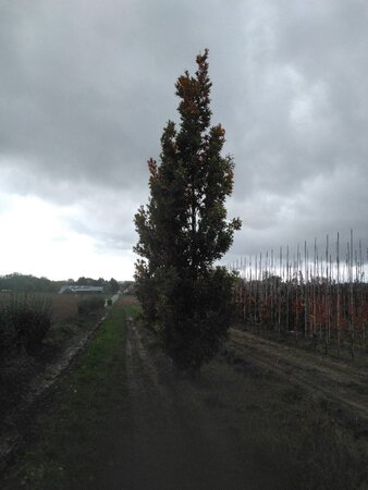 Quercus bimundorum 'Crimson Spire' 30-35 Hoogstam draadkluit 4 X verplant
