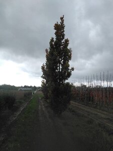 Quercus bimundorum 'Crimson Spire' 30-35 STA WRB 4 X V