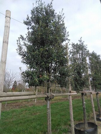 Quercus ilex 20-25 Hoogstam draadkluit lei 180cm stam 6 etages