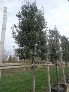 Quercus ilex 20-25 Hoogstam draadkluit lei 180cm stam 6 etages