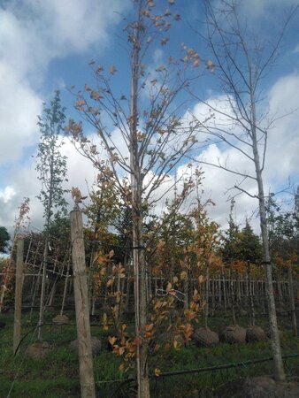 Quercus rob. 'Zeeland' 20-25 cm container geveerd