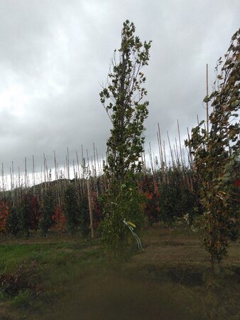 Quercus rob. 'Zeeland' 20-25 Hoogstam draadkluit 3 X verplant