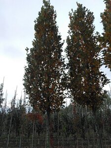 Quercus warei 'Regal Prince' = 'Long' 30-35 Hoogstam draadkluit 4 X verplant