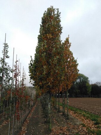 Quercus warei 'Regal Prince' = 'Long' 35-40 Hoogstam draadkluit 4 X verplant