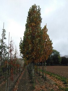 Quercus warei 'Regal Prince' = 'Long' 35-40 Hoogstam draadkluit 4 X verplant