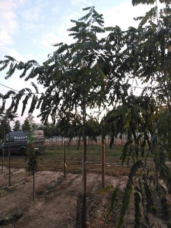 Robinia marg. Casque Rouge ('Pink Cascade') 12-14 Hoogstam wortelgoed 2 X verplant