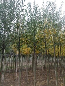 Salix alba 14-16 Hoogstam draadkluit 2 X verplant - afbeelding 2