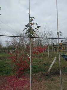 Sorbus auc. 'Fastigiata' 6-8 Hoogstam wortelgoed