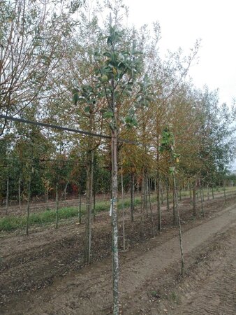 Sorbus aria 'Magnifica' 12-14 Hoogstam draadkluit 2 X verplant