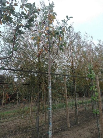 Sorbus aria 'Magnifica' 14-16 Hoogstam draadkluit 3 X verplant