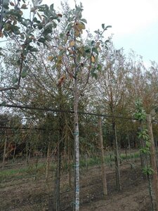 Sorbus aria 'Magnifica' 14-16 Hoogstam draadkluit 3 X verplant